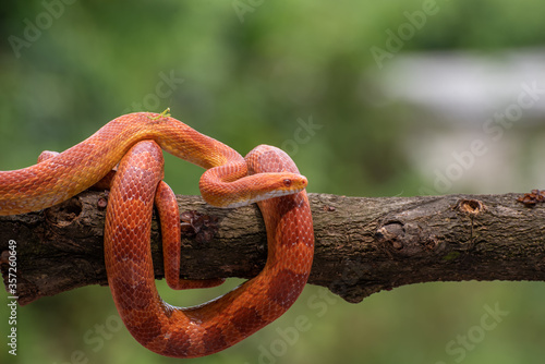 Foto Red corn snake in tree branch