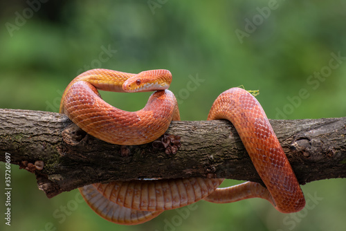 Red corn snake in tree branch