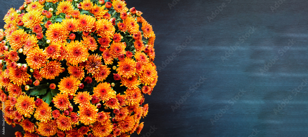 Large potted orange Chrysanthemums over a black background with room for text. Image shot from top view.  - obrazy, fototapety, plakaty 