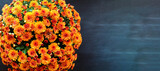 Large potted orange Chrysanthemums over a black background with room for text. Image shot from top view. 