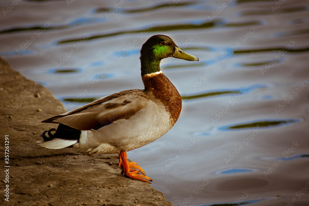 Fototapeta premium Duck Lake