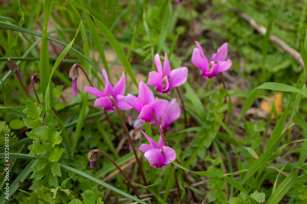 Violette flowers, on the lawn in the garden Violette flowers, on the lawn in the garden
