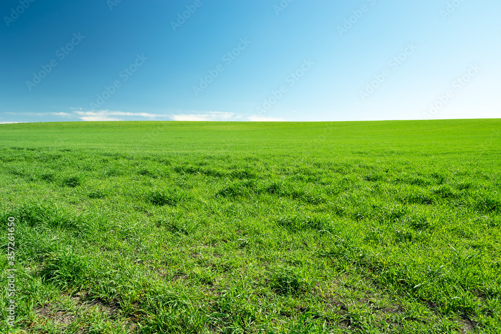 Large green meadow, horizon and blue sky