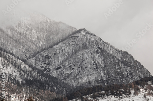 Trees growing on snowy mountainside
