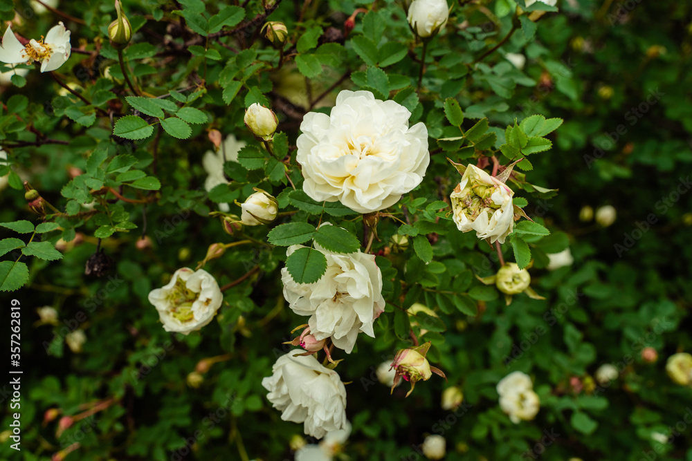 huge white rosehip flowers on green branches huge white rosehip flowers on green branches