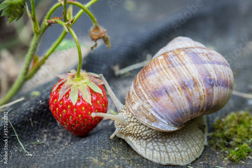Snail eats strawberry, Pests in the garden, Protect your crops
