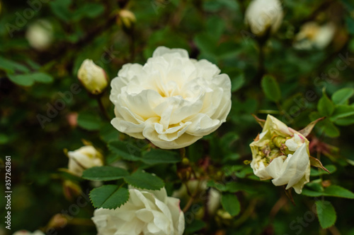 huge white rosehip flowers on green branches