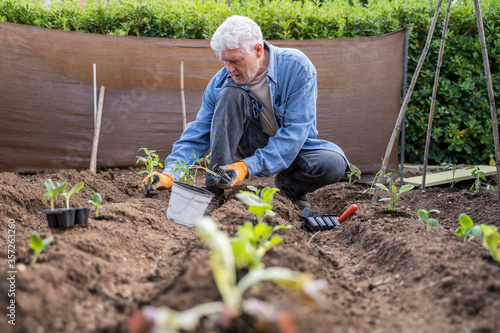 Surface level view of retired senior man planting at orchard