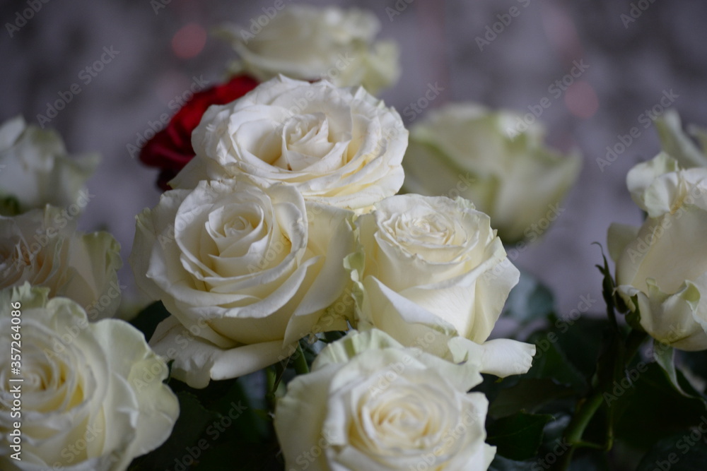 Obraz premium bouquet of white roses