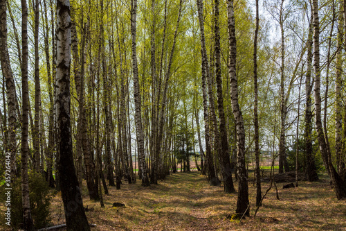Fototapeta Naklejka Na Ścianę i Meble -  Piękny słoneczny dzień w Dolinie Górnej Narwi, Podlasie, Polska