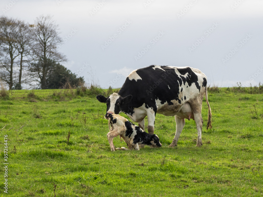 Mother cow helps clean newborn calf in the field