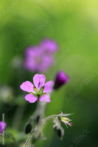 Beautiful forest flowers of pink color on a blurred natural green background