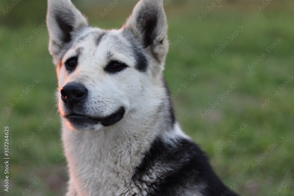 alaskan malamute dog alaskan malamute dog
