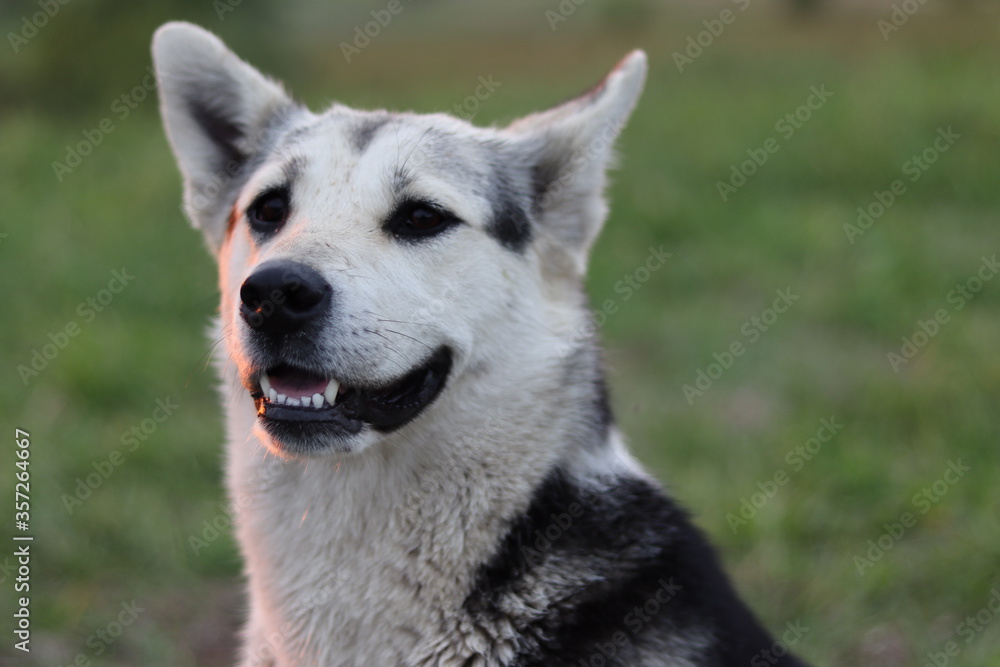 close up of a dog