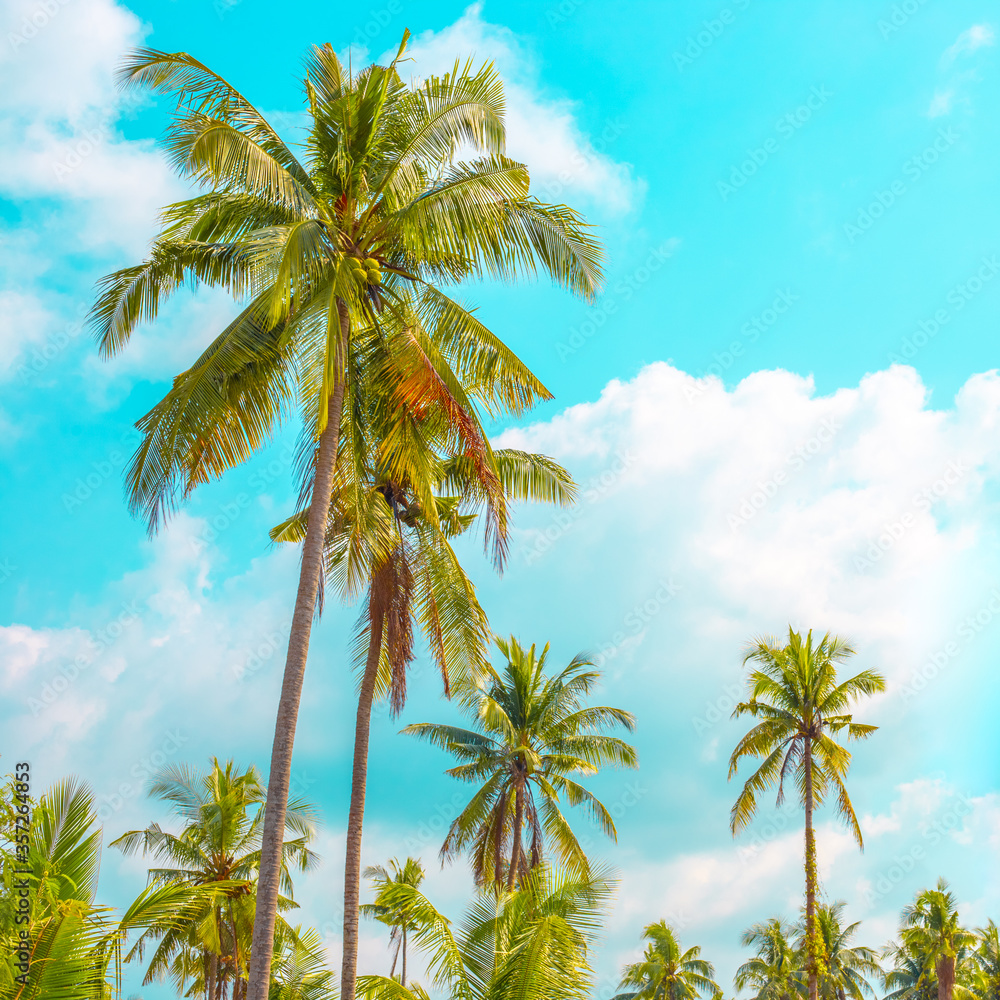 tall palm trees against a blue sky with clouds, beautiful screensaver, background for a test, book or album cover