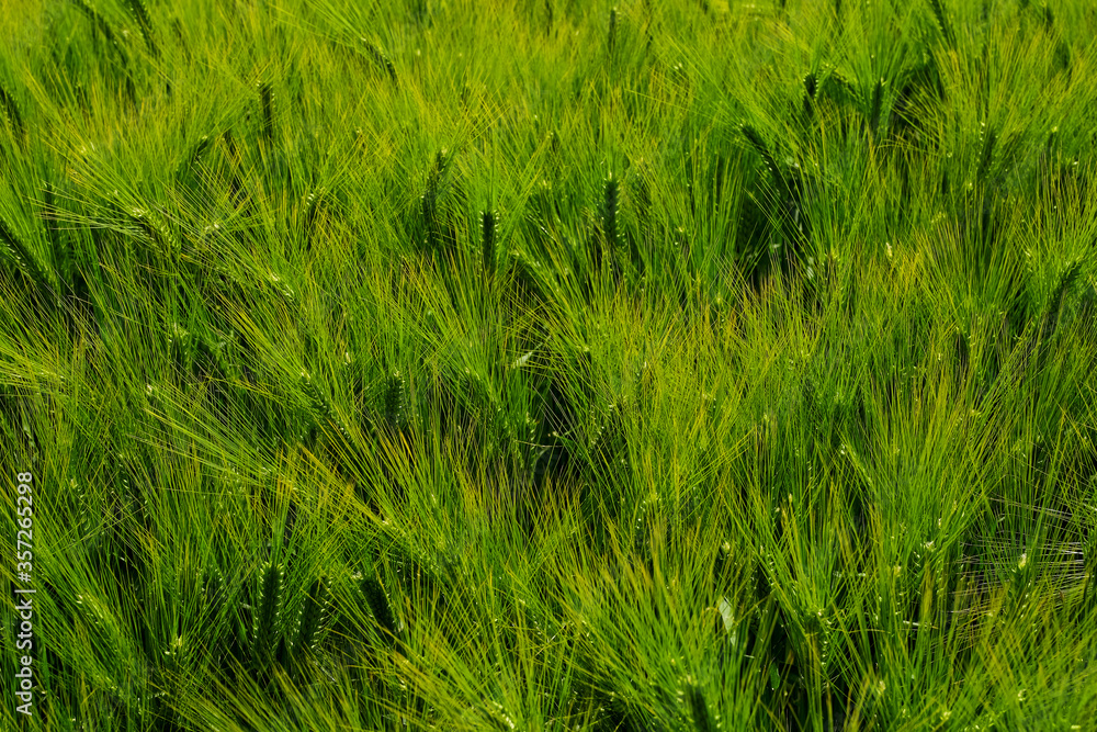 Field of green wheat on a summer sunny day Field of green wheat on a summer sunny day