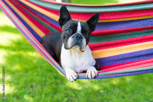 Fototapeta Naklejka Na Ścianę i Meble -  young sweet boston terrier relaxing on a hammock