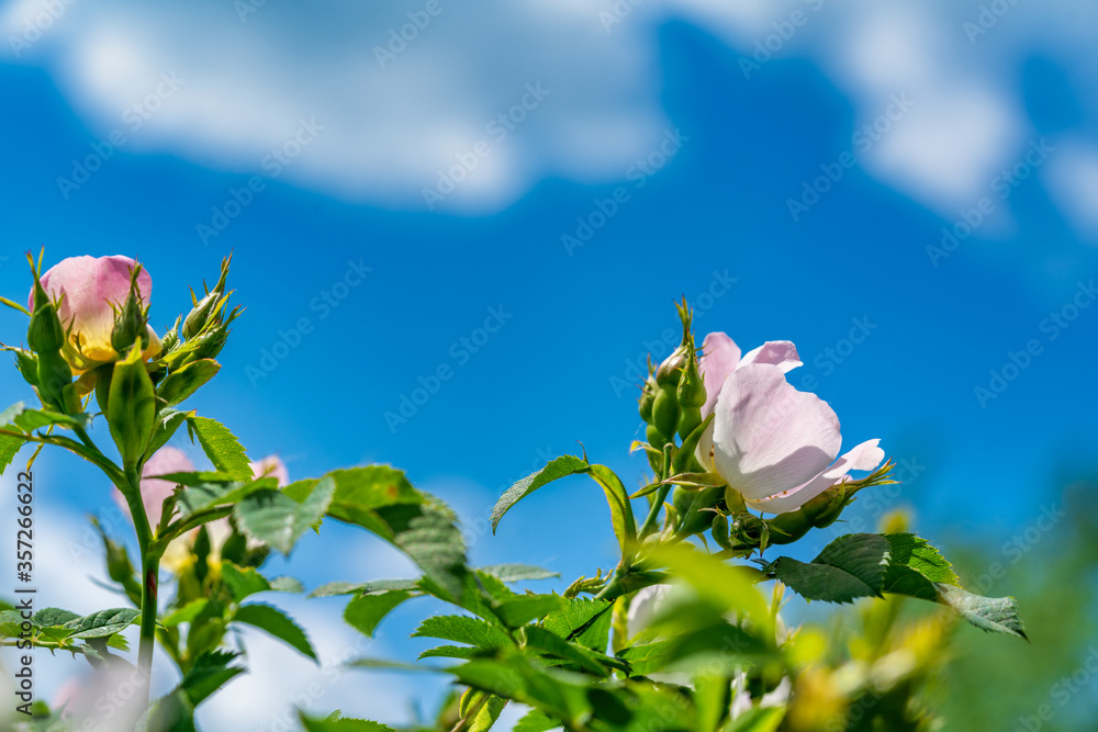Macro photo of Cherokee rose (rosa laevigata)