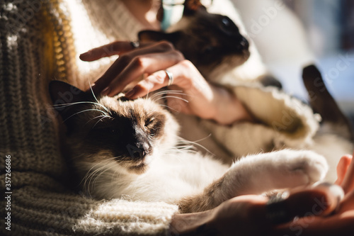 Sweet friendship between human and cat. Cat paws in woman's hand with sunlight and shadows. Pleasure moments