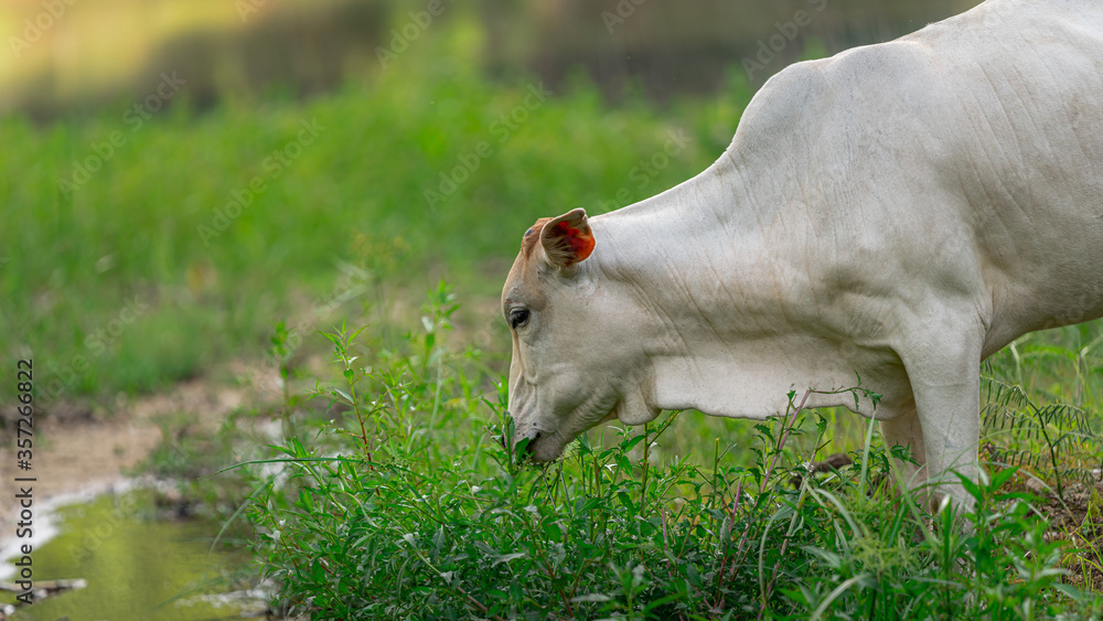 Fototapeta premium Cow In A Field