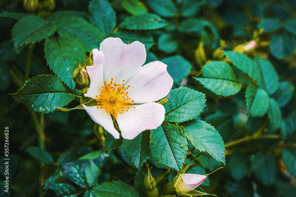 Macro photo of Cherokee rose (rosa laevigata)