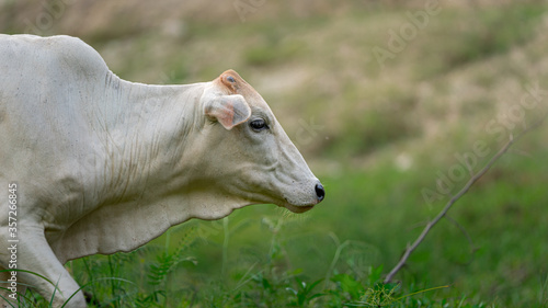 Cow In A Field © Aris Suwanmalee