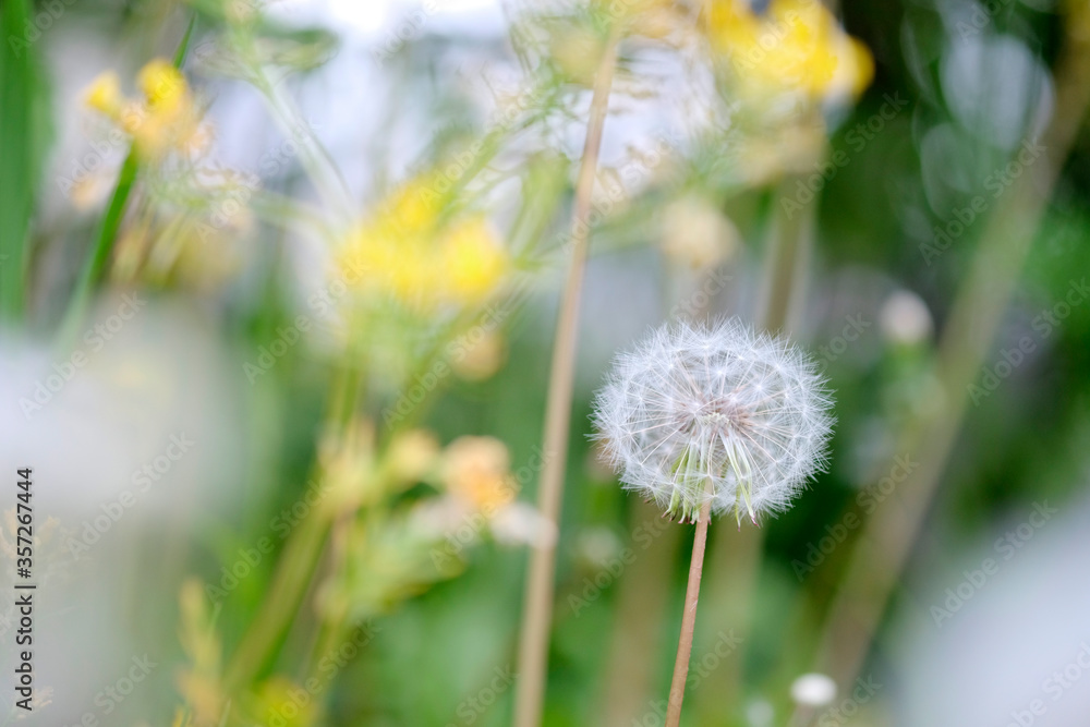 Dandelion in the meadow against the background of sunlight. blurred background