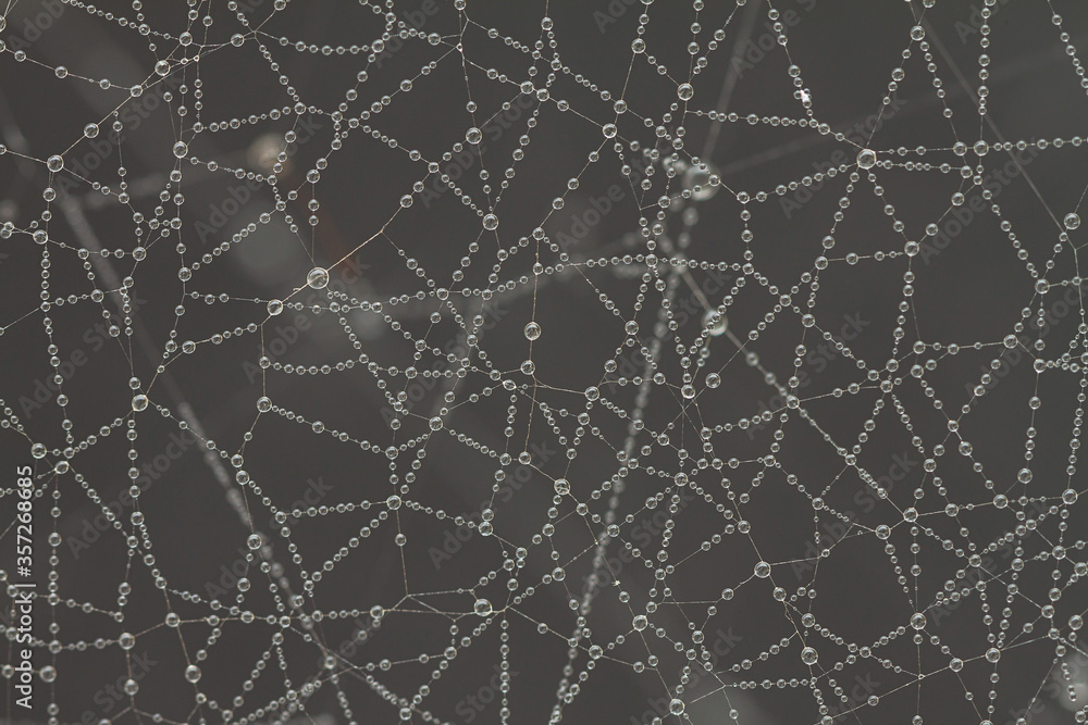 spider web with dew drops spider web with dew drops