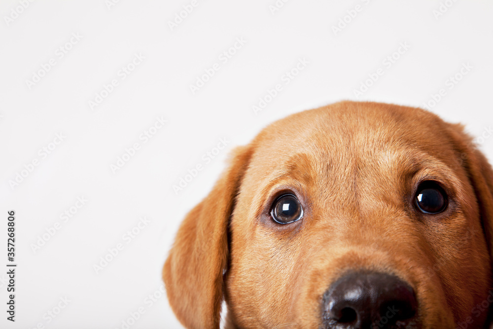 Close up of dog's eyes