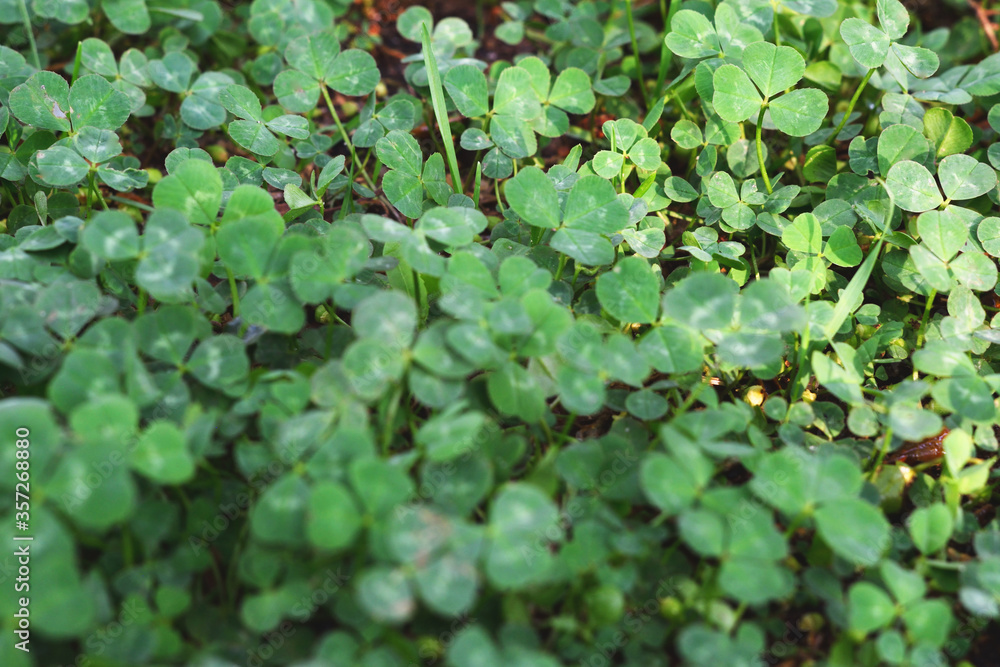 Clover leaves with water drops in the sunlight. Clover leaves on a summer meadow. Background from plant clover four leaf. Irish traditional symbol. Clover leaves with water drops in the sunlight. Clover leaves on a summer meadow. Background from plant clover four leaf. Irish traditional symbol.