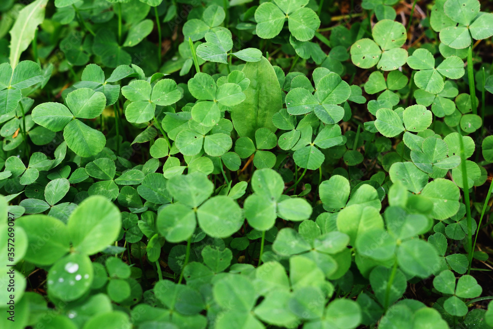 Clover leaves with water drops in the sunlight. Clover leaves on a summer meadow. Background from plant clover four leaf. Irish traditional symbol. Clover leaves with water drops in the sunlight. Clover leaves on a summer meadow. Background from plant clover four leaf. Irish traditional symbol.