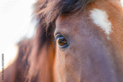 ojo de caballo