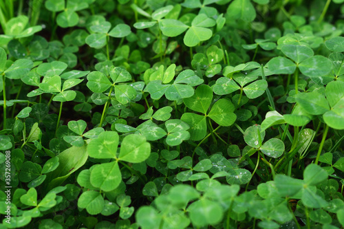 Clover leaves with water drops in the sunlight. Clover leaves on a summer meadow. Background from plant clover four leaf. Irish traditional symbol.  © kizuneko