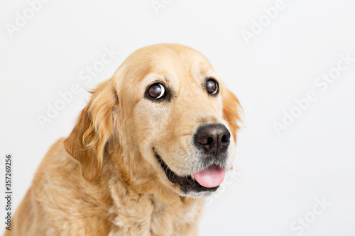 Close up of dog's face