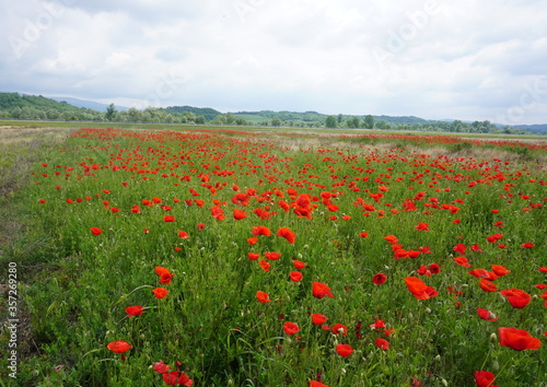 field of poppies and blue sky