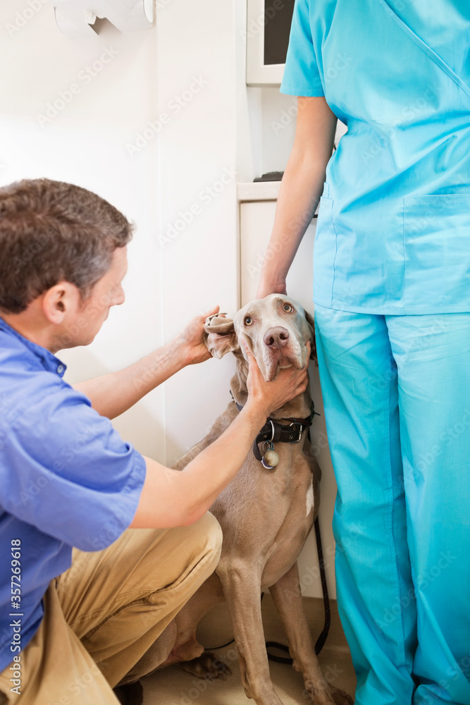 Veterinarian examining dog in vet's surgery Veterinarian examining dog in vet's surgery