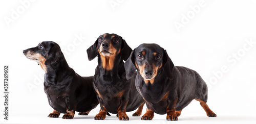 Photography Identical dogs standing together
