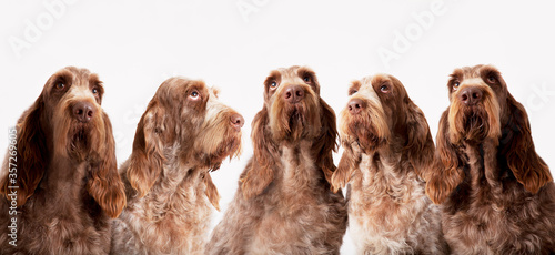 Fotografia Group of identical dogs sitting together