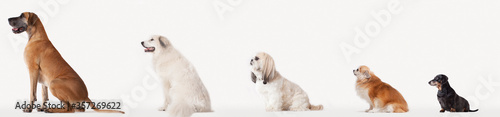 Slika na platnu Collage of dogs in descending size