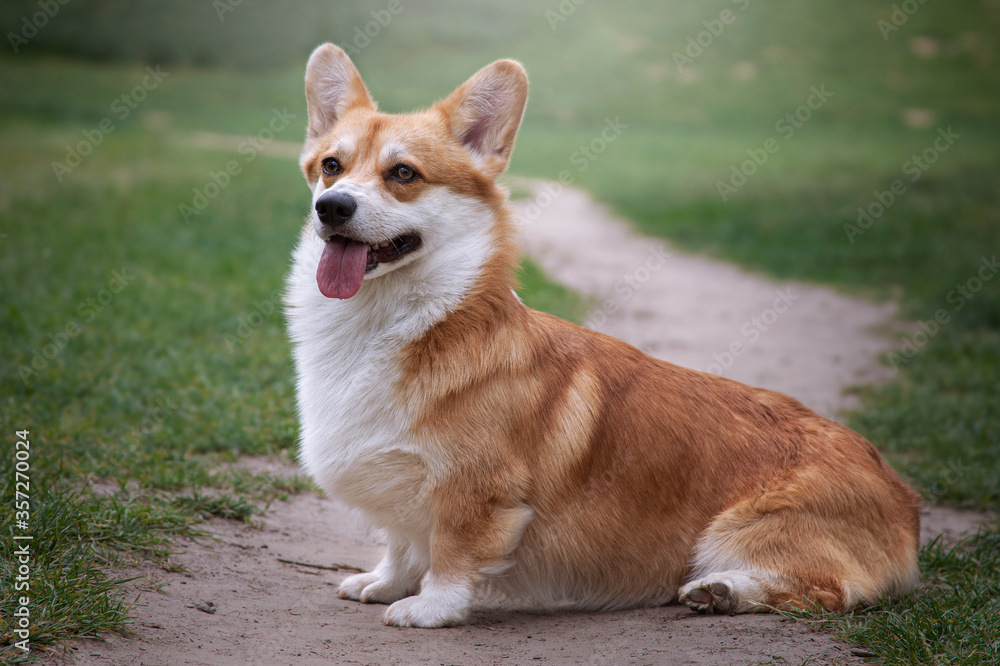 Cute dog sitting on a trail in the park. Welsh corgi pembroke on a walk off leash. Cute dog sitting on a trail in the park. Welsh corgi pembroke on a walk off leash.
