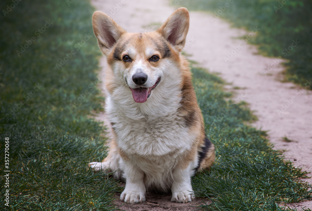 Dog sitting on a trail. Pembroke welsh corgi. Dog sitting on a trail. Pembroke welsh corgi.