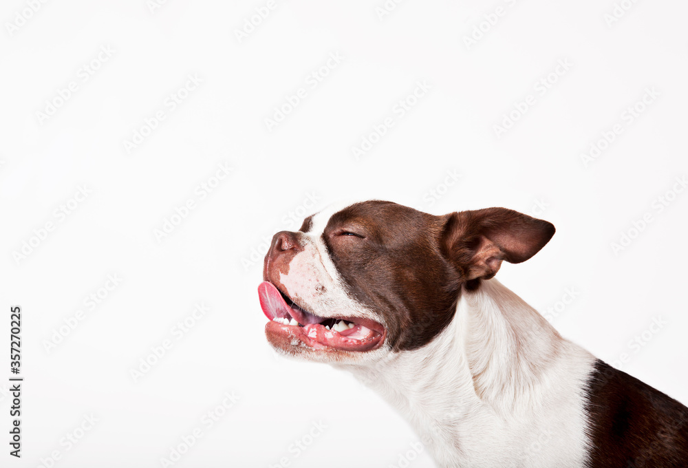 Close up of dog‚Äôs panting face