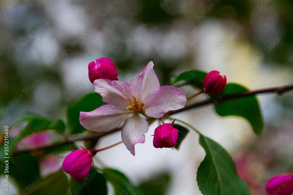 Fototapeta premium blooming apple tree with young green leaves in the summer garden 