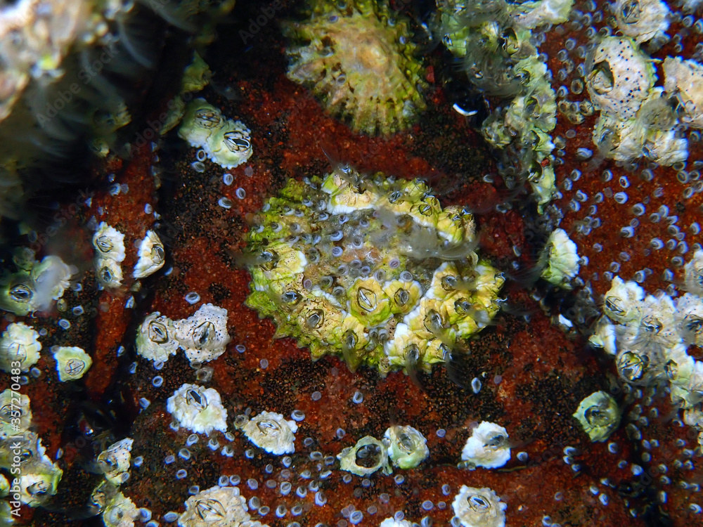 Barnacle photographed in Scotland, in Europe. Picture made in 2019. Barnacle photographed in Scotland, in Europe. Picture made in 2019.