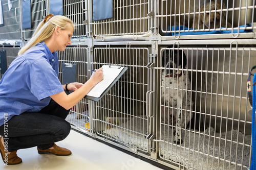 Vet checking dogs in kennel photo