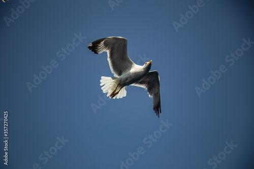Seagull fly in the blue sky in sunny day without clouds. Albatross in sunny sky, close up view