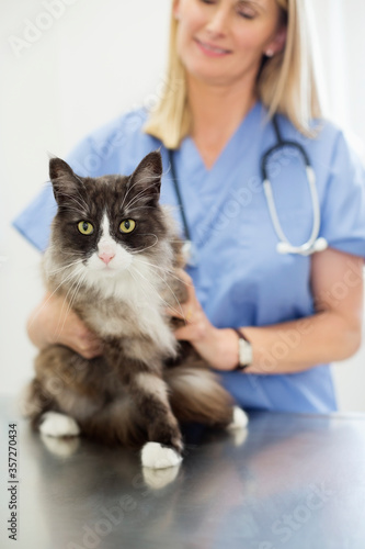Veterinarian examining cat in vet's surgery