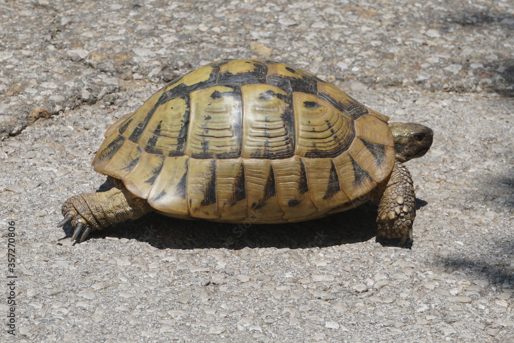 Obraz premium turtle on the rocks