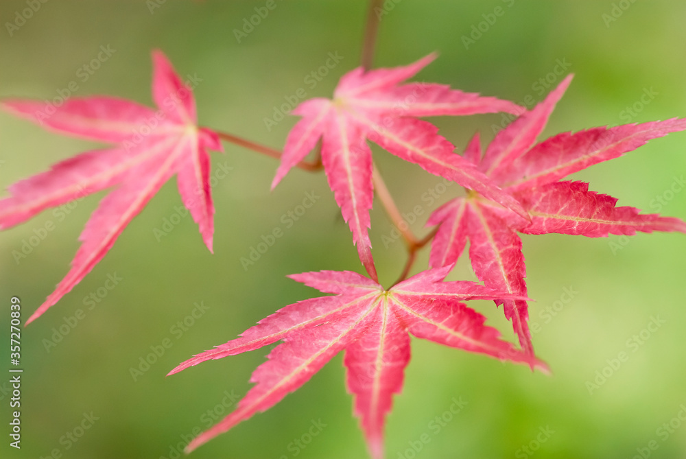 Close up of Japanese maple leaves