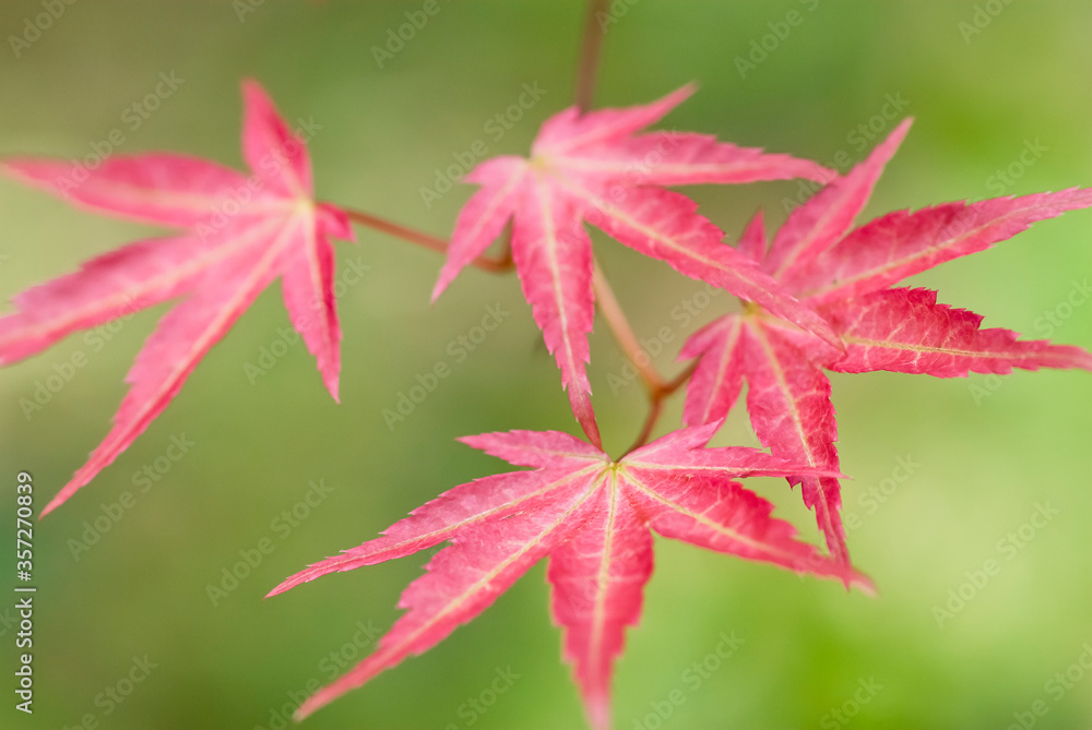 Fototapeta premium Close up of Japanese maple leaves